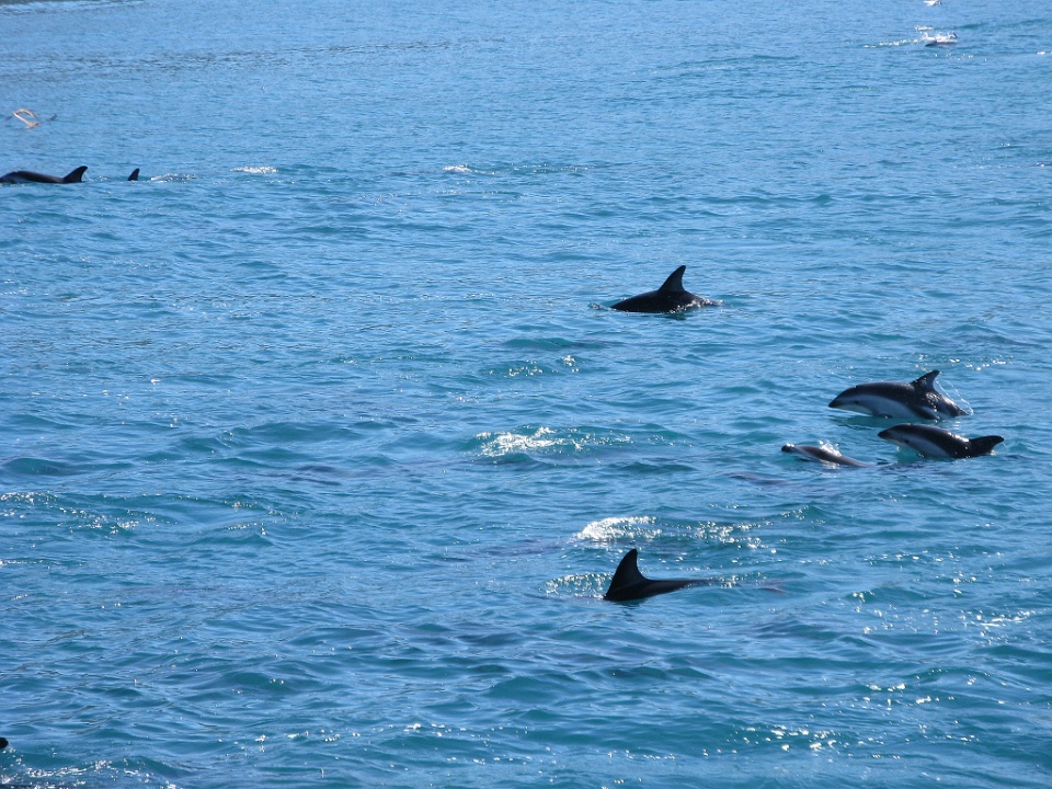 Dusky Dolphins Chasing Our Boat